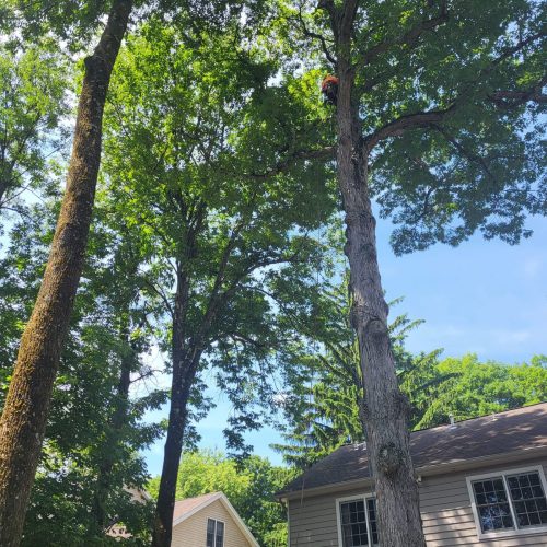 WhatsApp Image 2025-07-17 at 1.21.56 PM WhatsApp Image 2025-07-17 at 1.21.56 PM